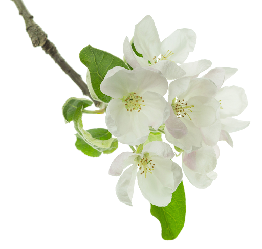 Botanical Gel Cleanser